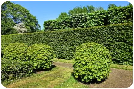 Taille de haie Royan 17200 Charente Maritime